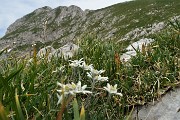 29 Camedrio alpino (Dryas octopetala) con vista in Corna Piana